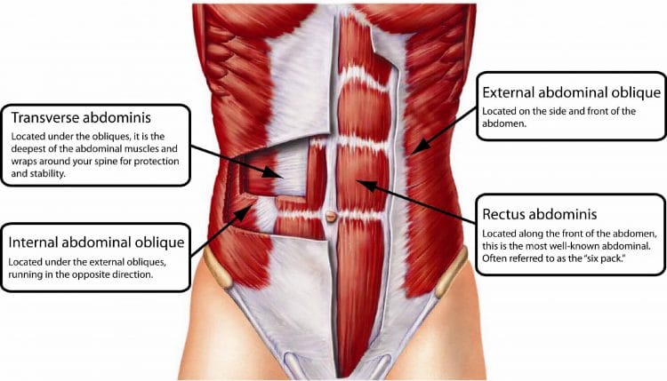 Abs And The Core Muscles