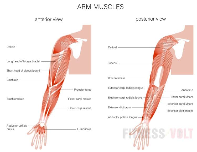 Arms Muscles
