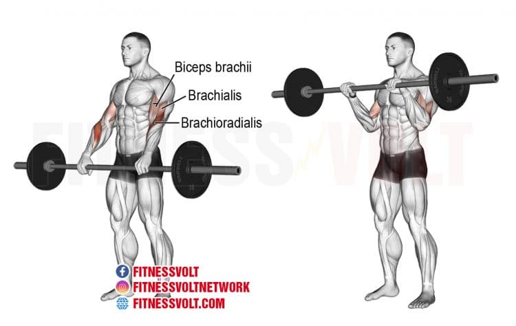 Barbell Reverse Curl