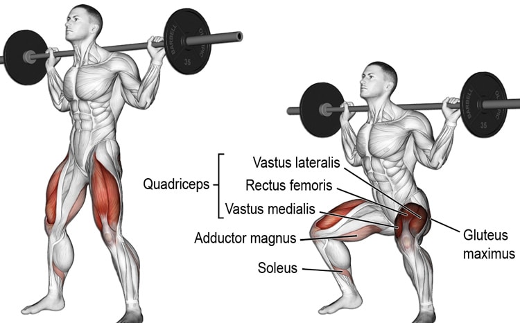 Barbell Squat Exercise