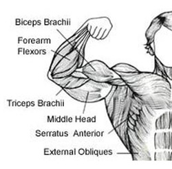 Biceps Anatomy