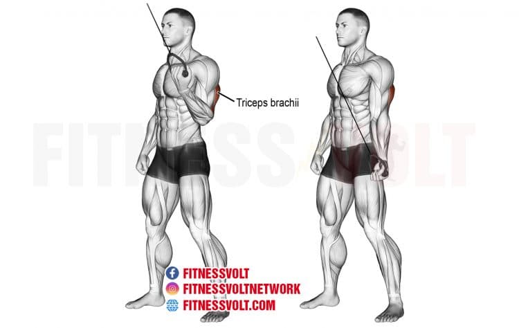 Single arm cable triceps pushdown