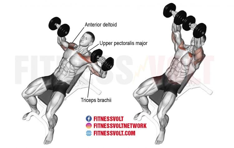 Incline Dumbbell Press