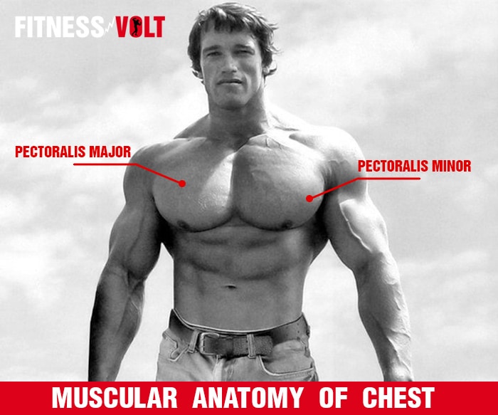Muscular Anatomy Of Chest