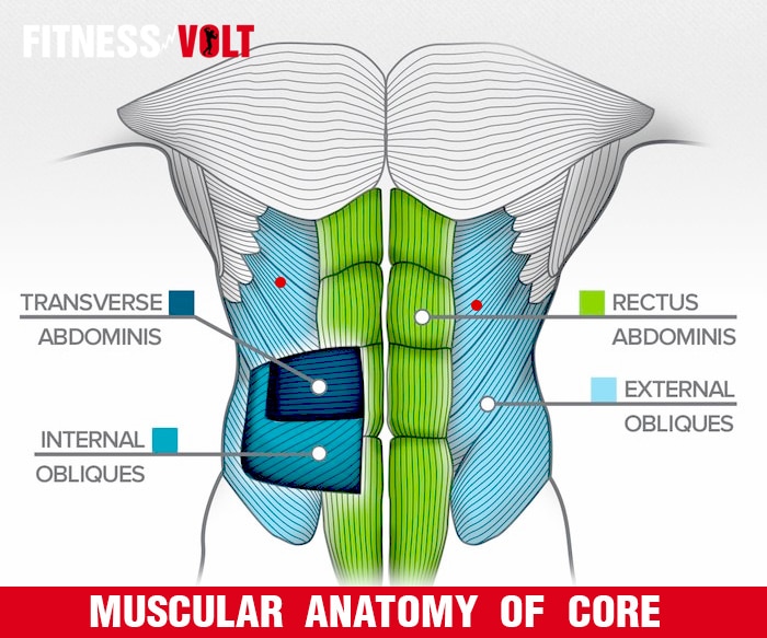 Muscular Anatomy of Core