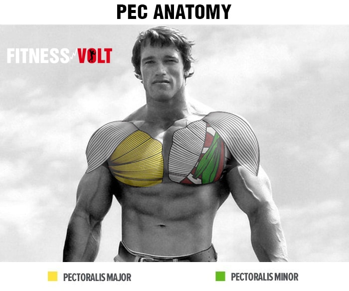Pec Anatomy
