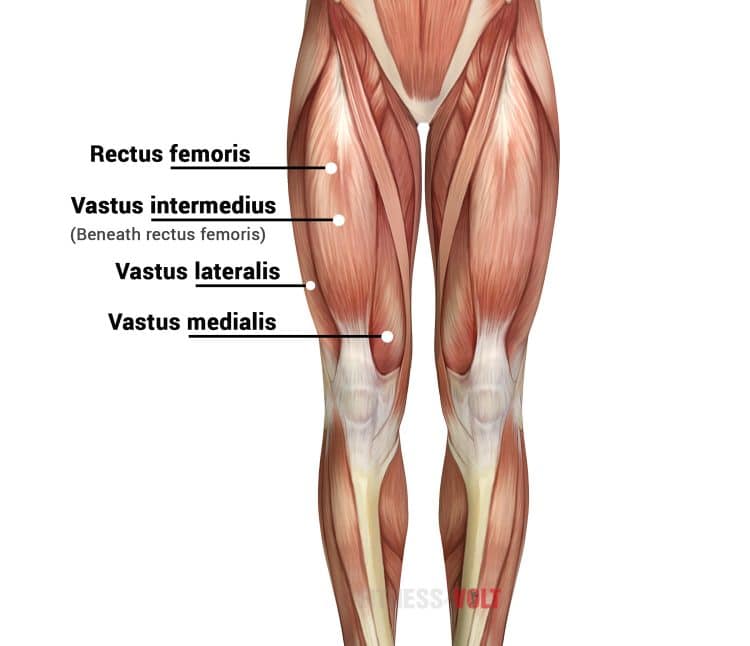 Quad Muscles Thigh Anatomy