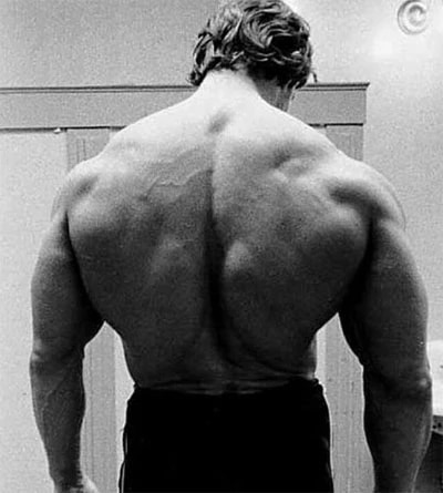 The Massive Back Of Arnold Schwarzenegger